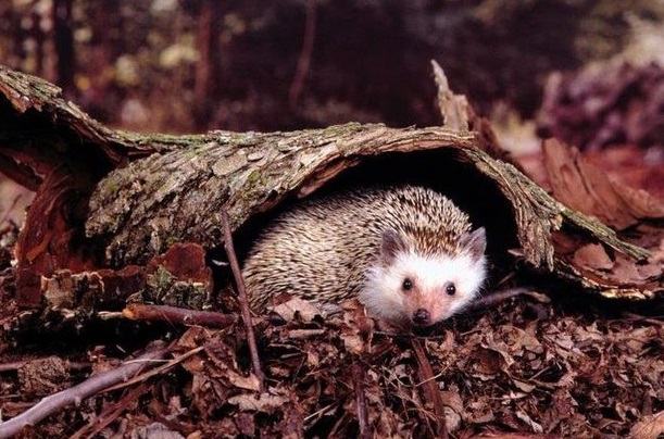 野生的刺猬违法吗,养野生刺猬犯法