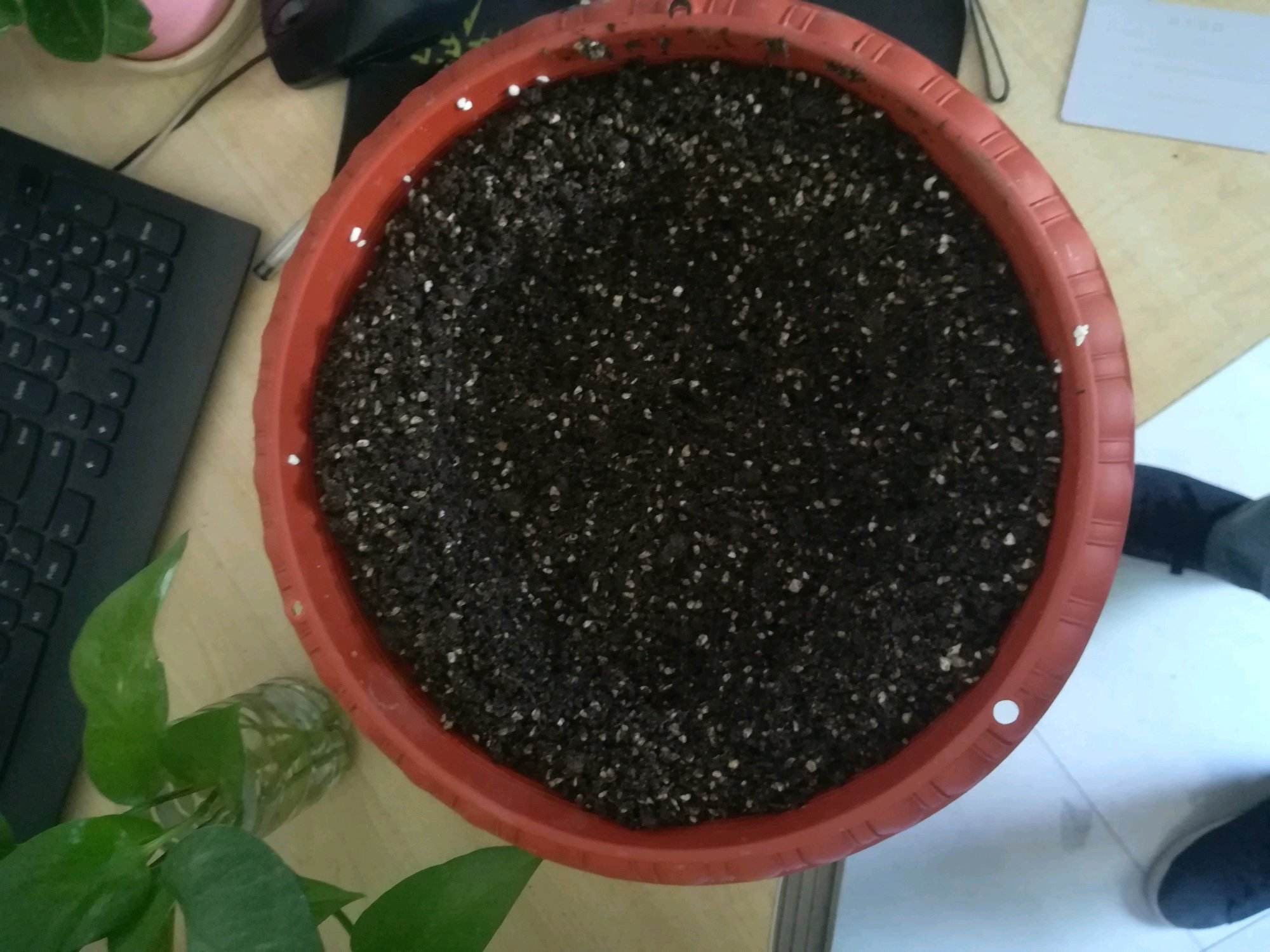 扦插的绿萝怎么才能快速爆盆,绿萝扦插方法和注意事项