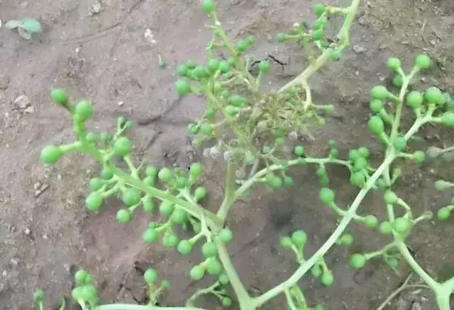 葡萄全年用药一览表2020,葡萄花后病害治疗方法