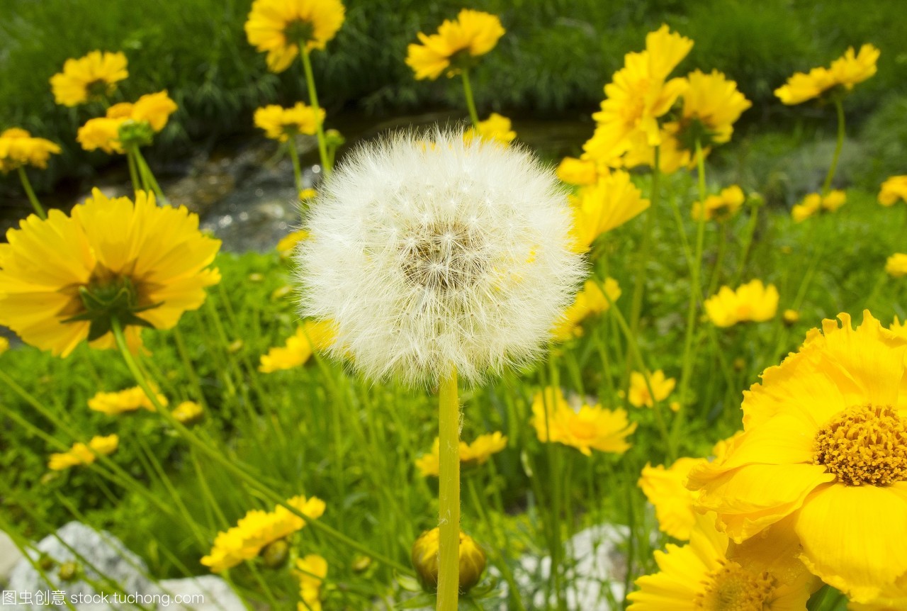 与春有关的成语或俗语,春字开头成语大全四字成语