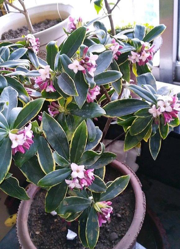 公认漂亮却难养的8种花,秋冬最难养的8种花