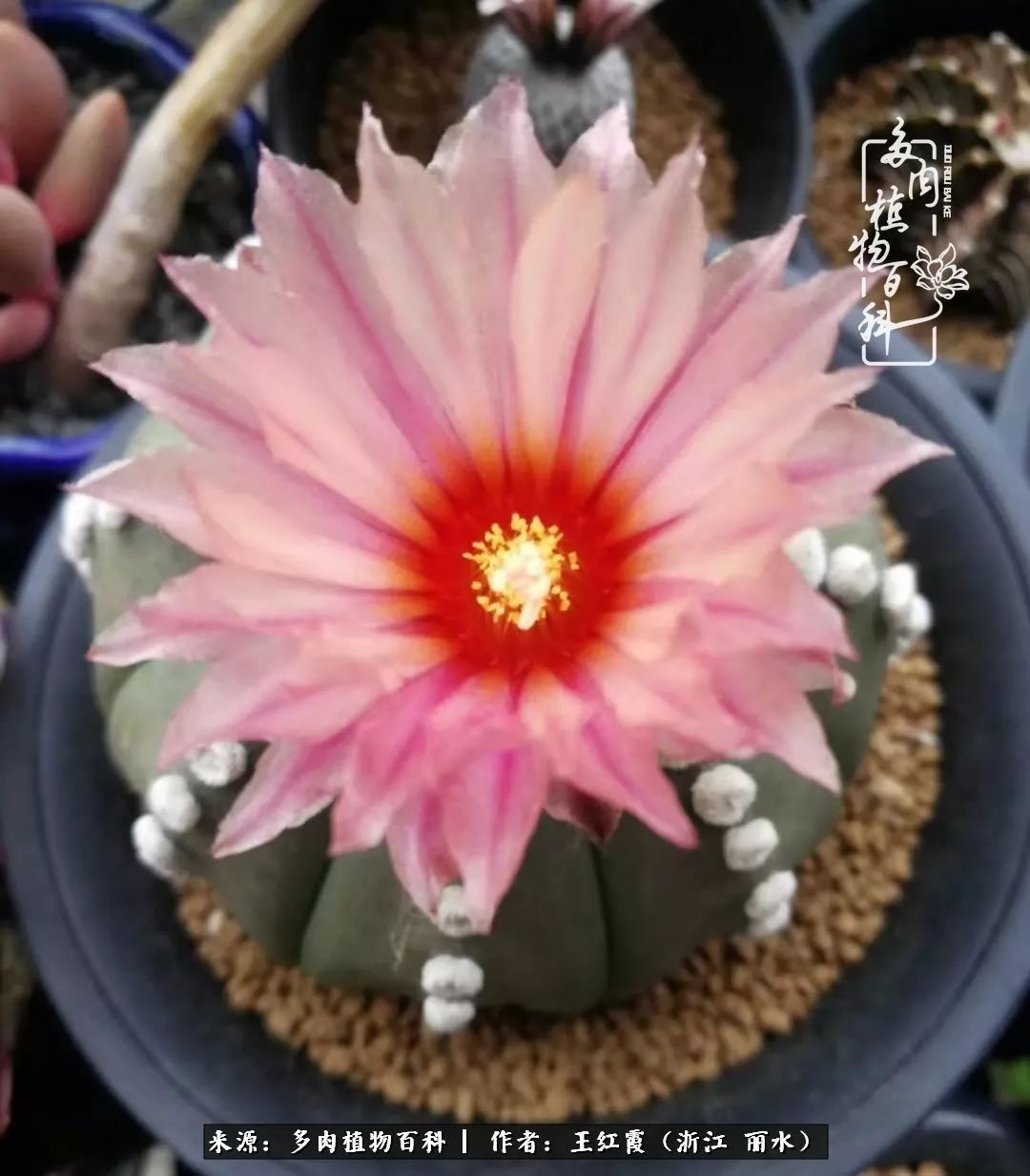 仙人球春天露养条件,仙人球露养条件