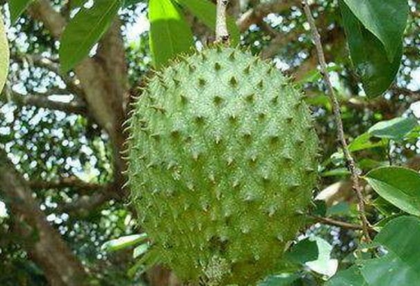 能治癌症的红色果子,抗癌最强的果子