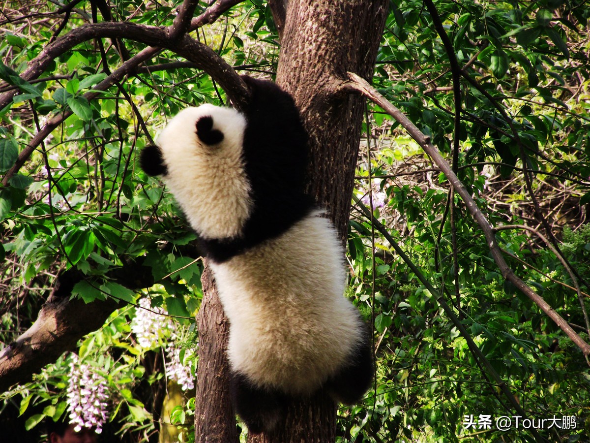 成都天府二街美食,成都天府夜间美食攻略