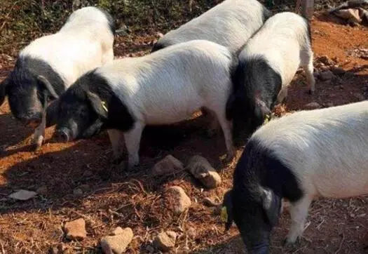 由三个品种培育出的土猪有哪些,国内的土猪品种有哪些