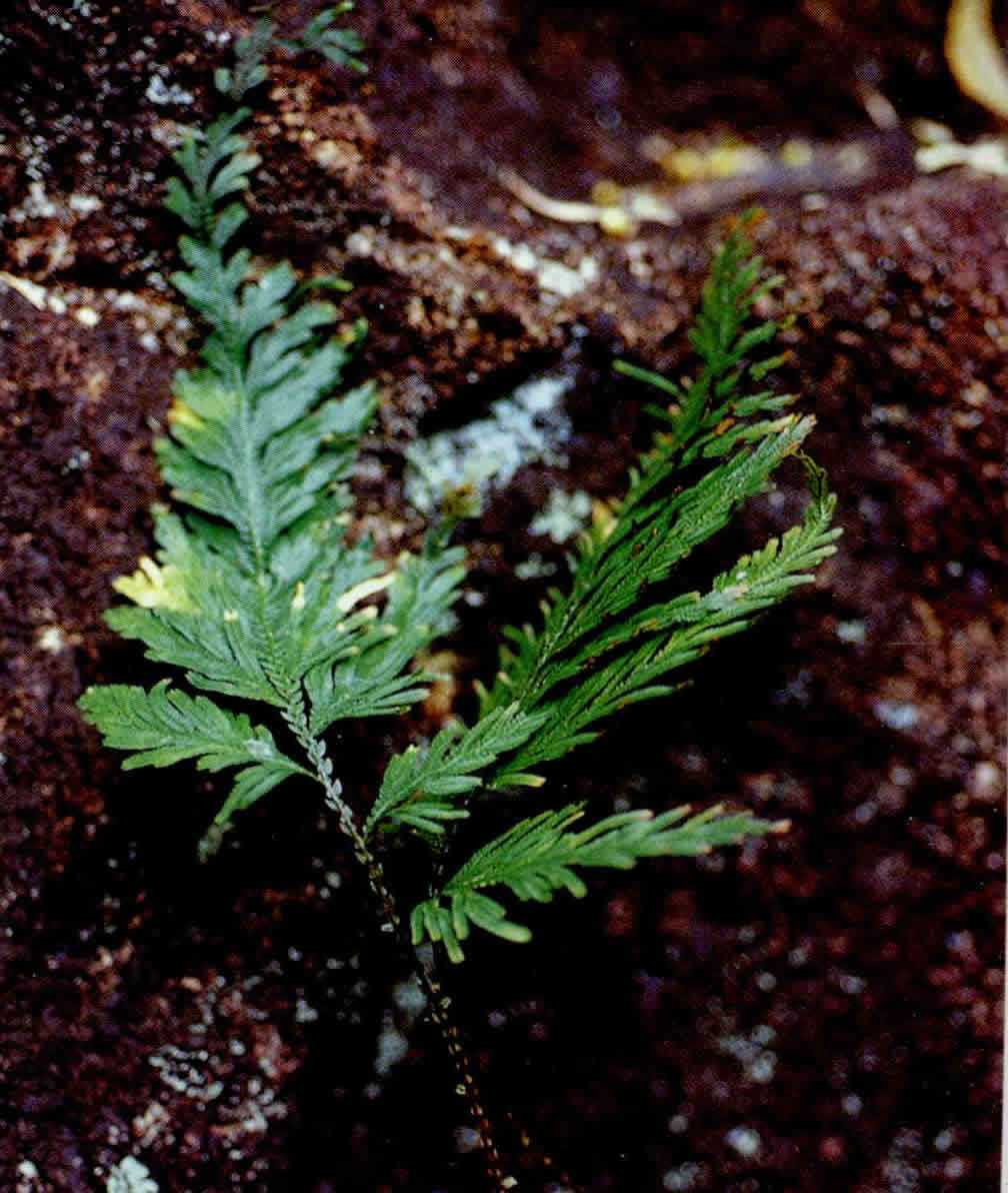 二叔啥花都不养，就喜欢卷柏，记住7条养护原则，你家也长得好！