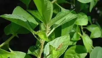 武穴又到挖野菜的时候了,江边好多人都在挖野菜,你吃了吗?