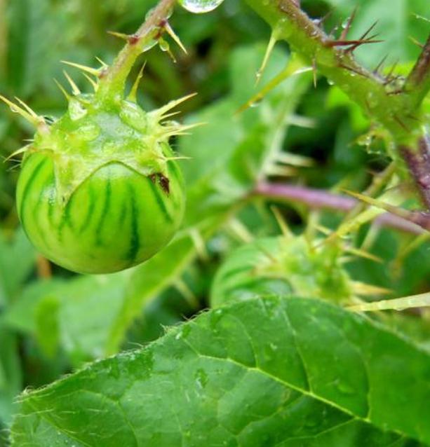 西瓜到底是否有毒,西瓜中了毒