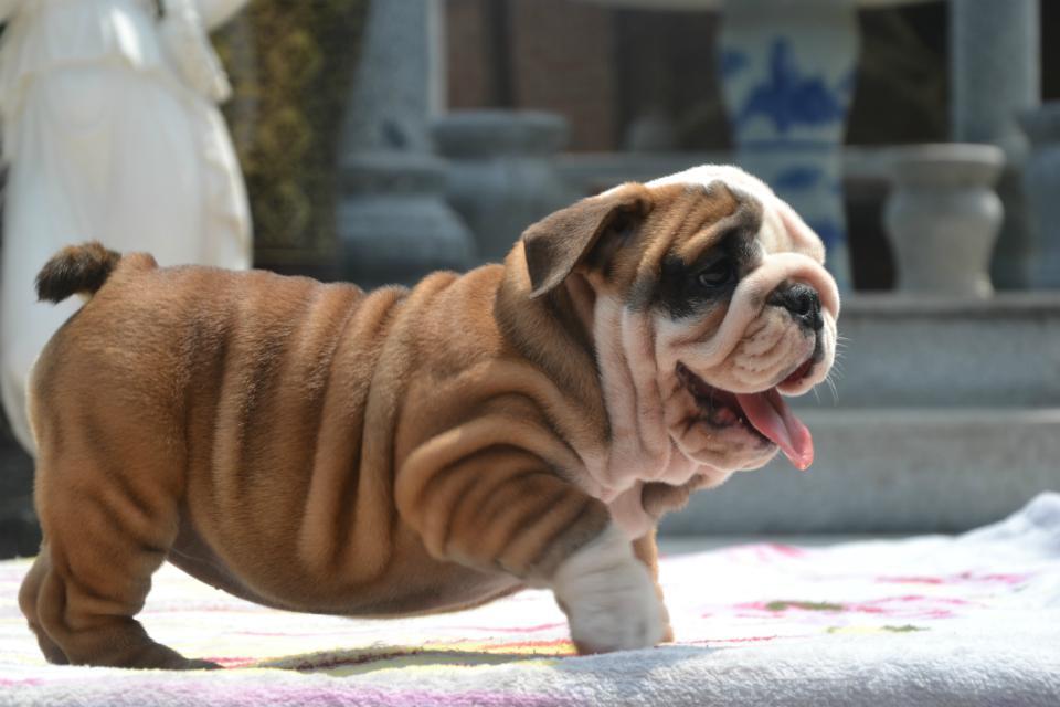 哪些犬种遗传病少,拉布拉多犬遗传病