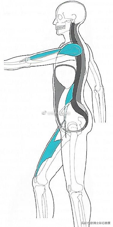 骨盆前倾造成的错位,单侧骨盆倾斜矫正方法