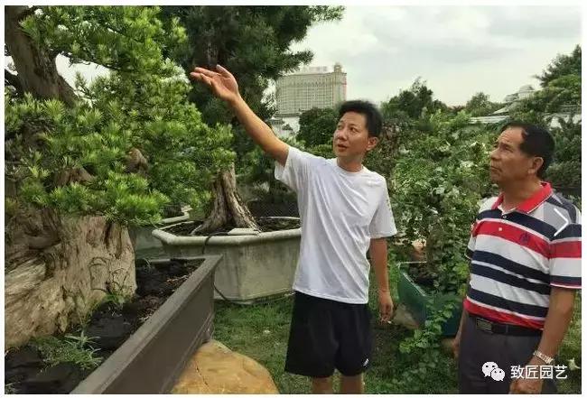 九款罕见名贵盆景懂行一眼就看上 (全世界最贵的100棵真柏盆景)