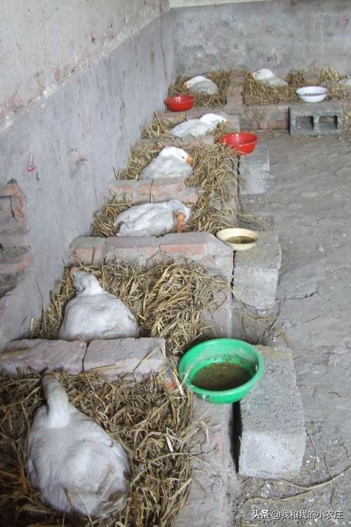 小鹅如何养殖成活率高,怎样用自家的鹅孵化小鹅苗最好