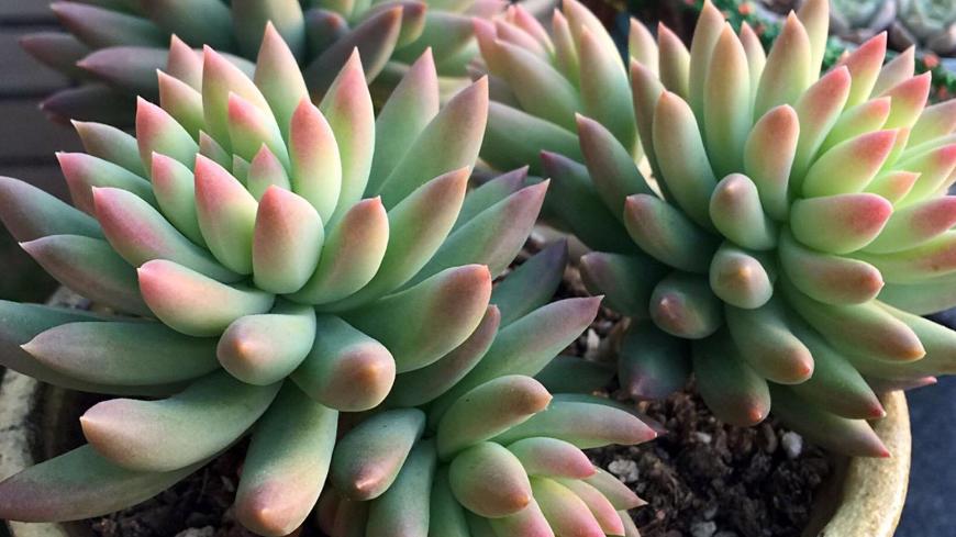 千佛手叶插苗怎么养,多肉千佛手的养殖方法和注意事项