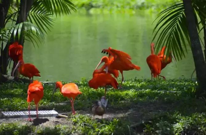 巴西之旅,巴西之旅电影完整版