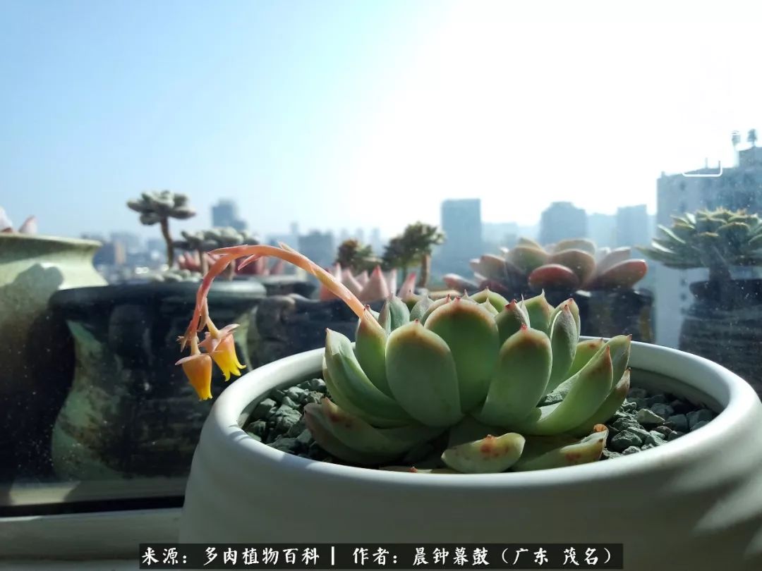 轻轻地告诉你，我的多肉也曾美过，不信你看看