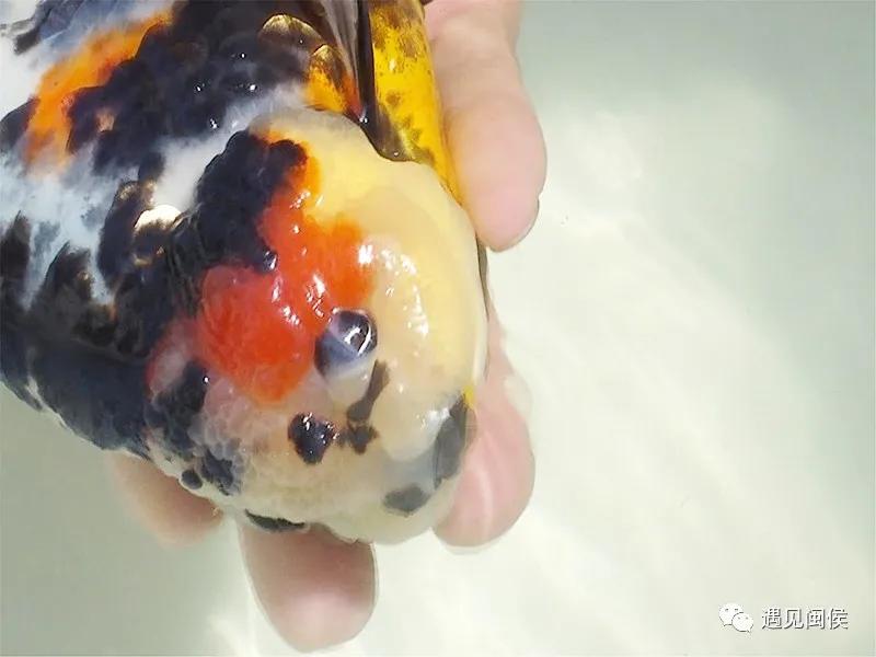 见过会踢足球的闽侯金鱼吗？盘它