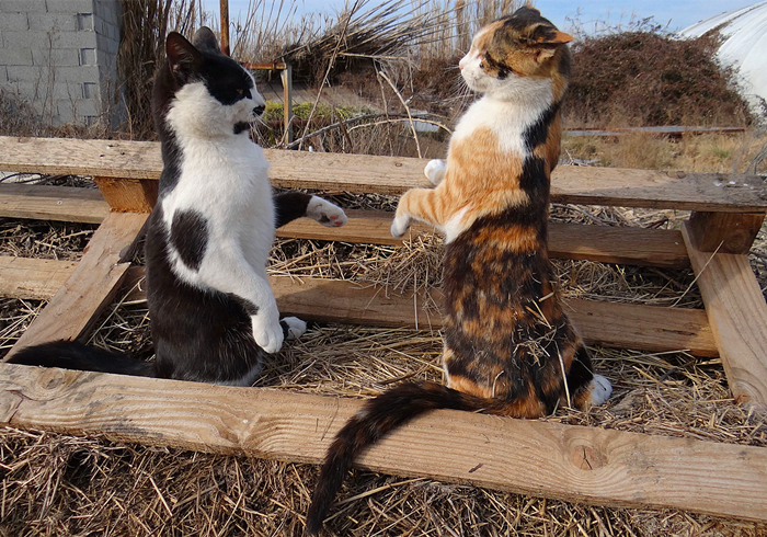 猫咪费洛蒙对猫有危害吗,猫咪费洛蒙使用注意事项