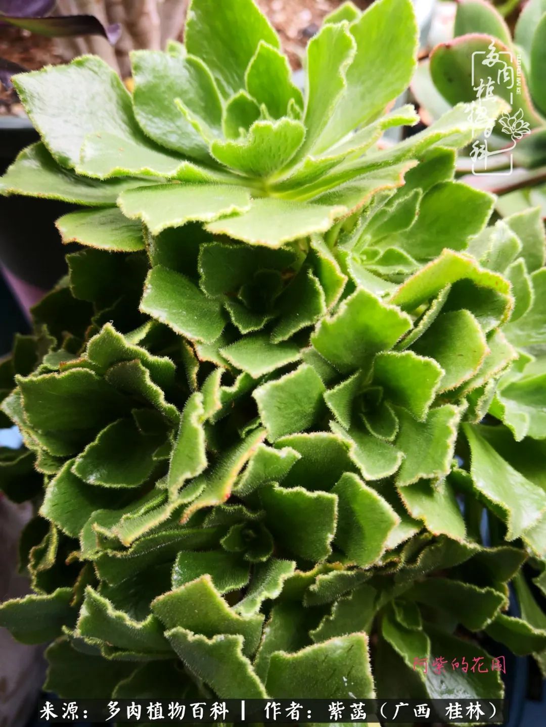 如何在夏天买的多肉度夏,多肉度夏好帮手