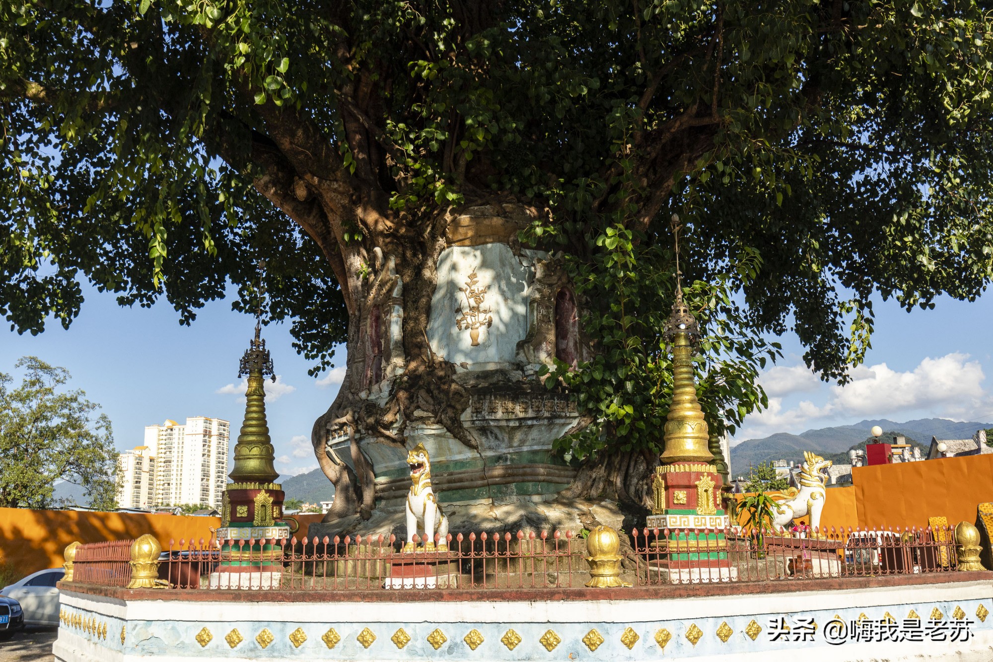 云南芒市大金塔菩提树的来历,芒市树包塔原来的样子
