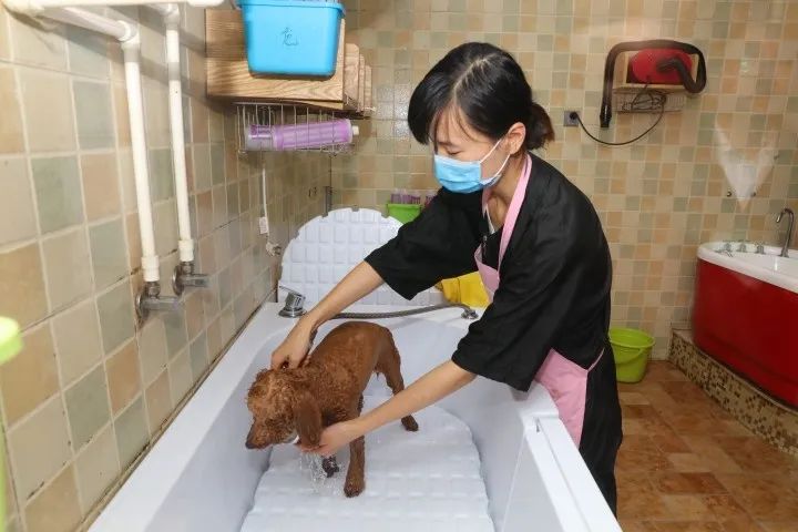 宠物美容学费太贵了,宠物美容的费用为什么这么贵呢