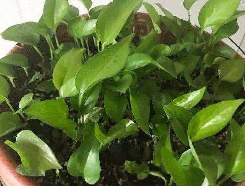 绿萝为什么养到最后变黄变蔫掉了,绿萝换土后发蔫发黄