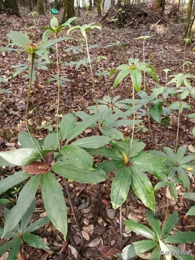 种植草药骗局,种植中草药的几种骗局