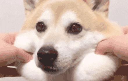 驱虫药怎么对付虫卵,驱虫药是怎么做到驱虫的