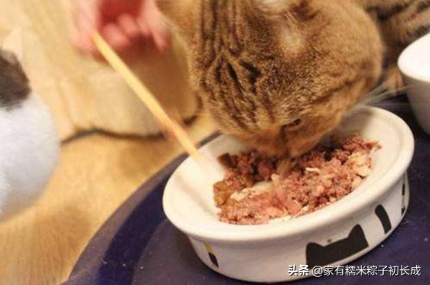猫粮猫条猫罐头哪种好,主食猫罐头和猫粮选哪个