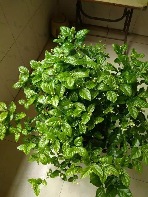 茉莉叶子不舒展怎么回事,茉莉叶子卷曲怎么办