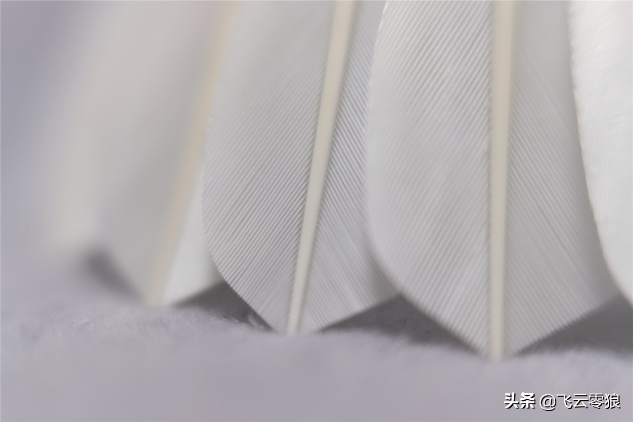 「中羽在线飞云零狼」威羽斯钻一钻二钻五评测——高性价比鹅毛球