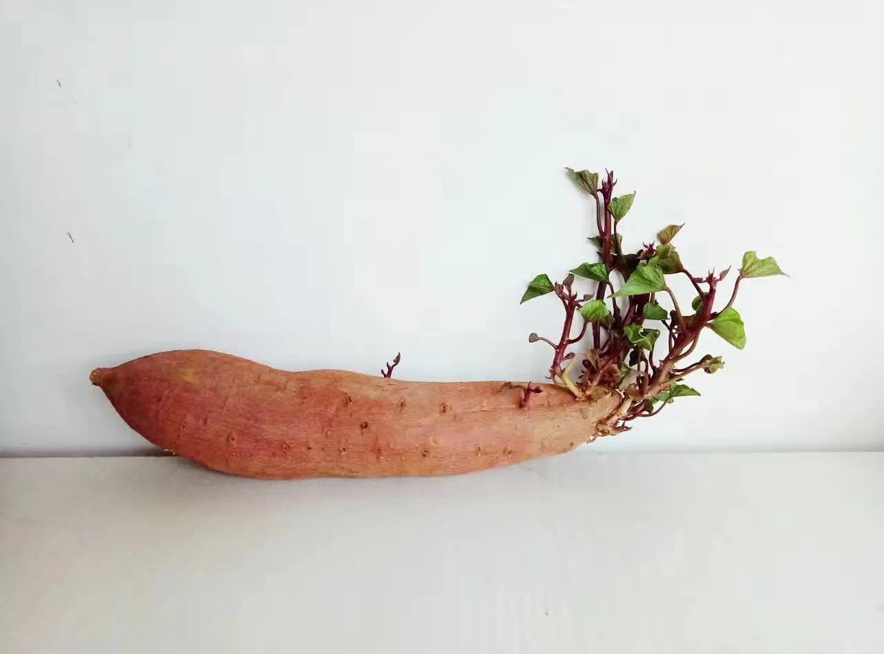 把红薯当绿植养,把红薯当花种