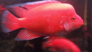 南美慈鲷,慈鲷有黑色的吗