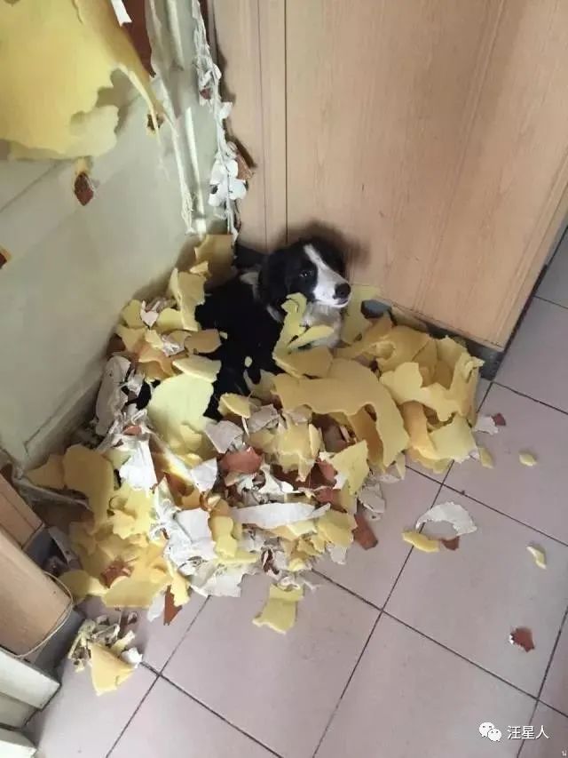 我养的边牧为什么看到谁都很热情,别以为边牧很好养