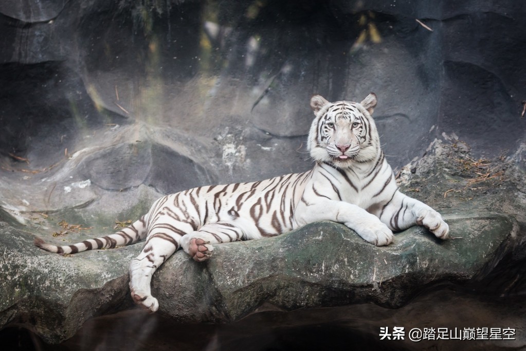 四大凶兽vs四大神兽的小说,四大神兽白虎被四大凶兽谁杀死了