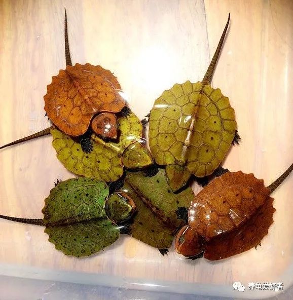 国龟鹰嘴新手入门教程,国龟鹰嘴视频大全