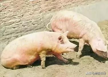 所有猪传染病鉴别诊断,猪场各阶段猪只常见的疾病