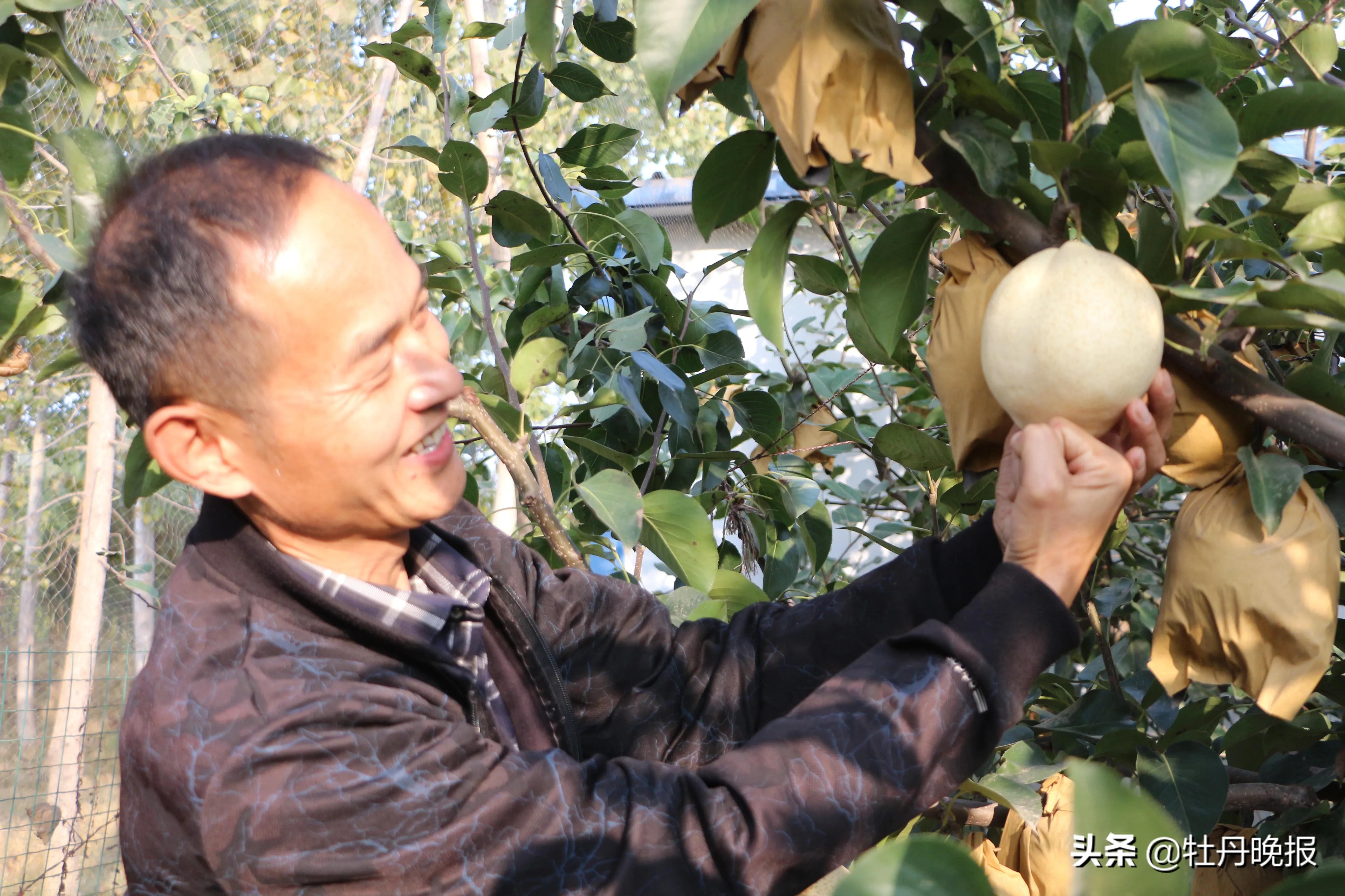山农酥梨树苗几年结果,山农酥梨菏泽