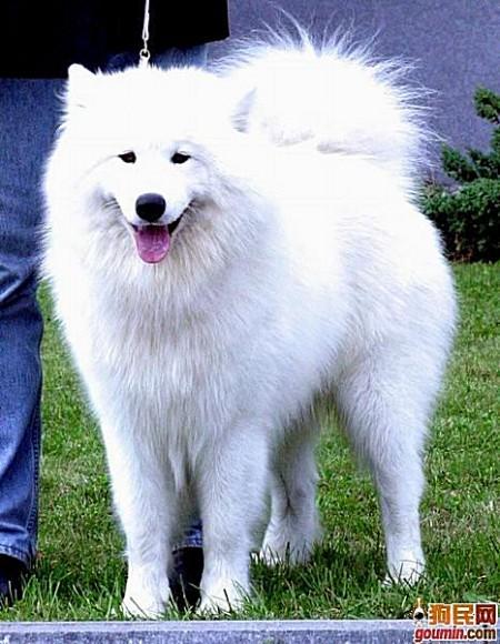 鐙楃嫍澶у叏鍙埍,鍙埍鐨勫皬鐙楃嫍閫佺粰鐖辩嫍浜哄＋