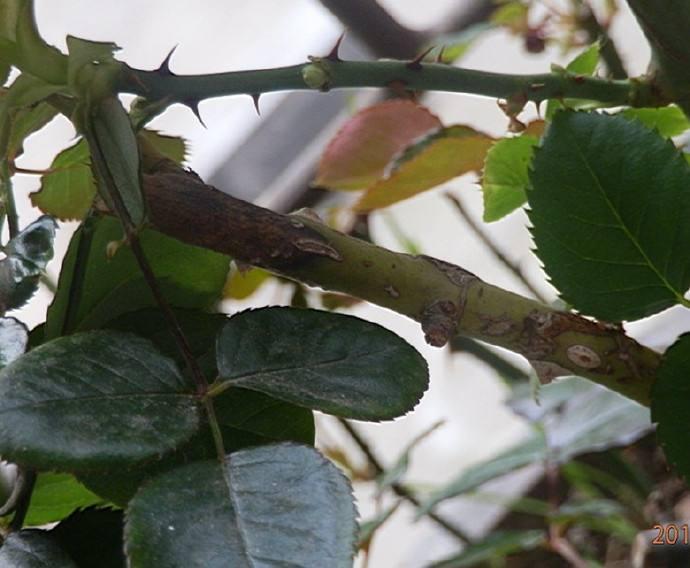 月季褐色枝枯病,月季枝枯病怎么修剪