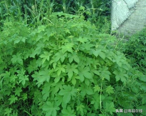 农村比较常见的中草药,农村不可碰的十种草药