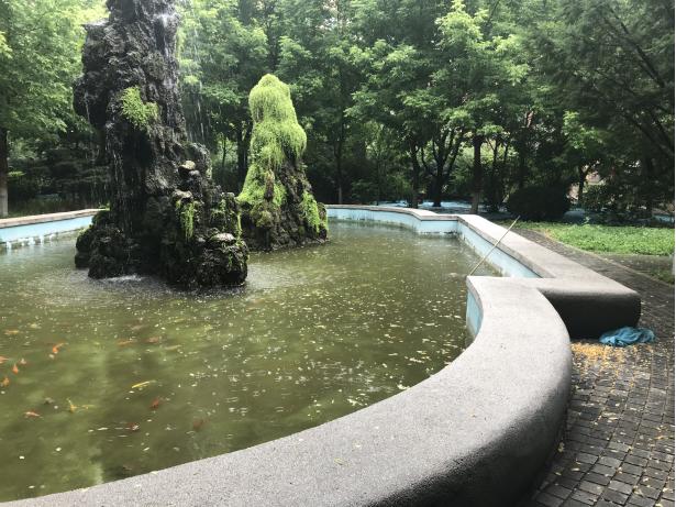 养锦鲤水变绿对鱼有影响吗,锦鲤鱼池水变绿如何处理