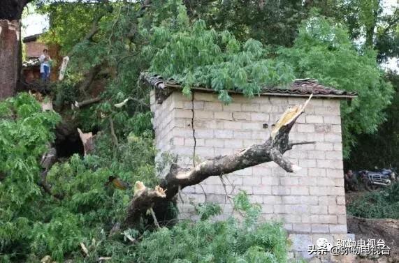 一棵被保护的百年古树,一棵百年的古树被雷击