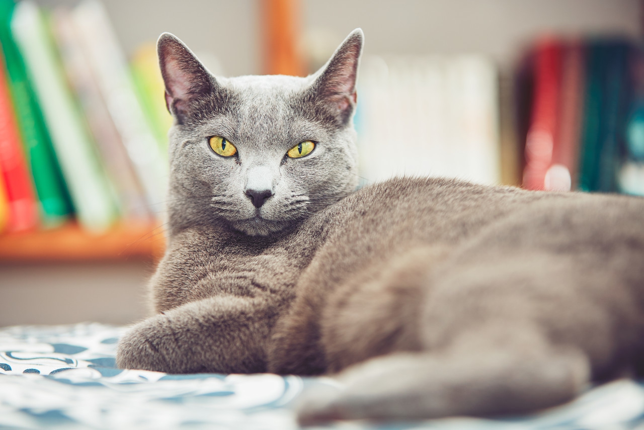 蓝猫的性格怎样会陪着主人睡觉吗,纯种的蓝猫有哪些特征