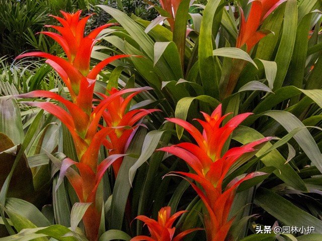 最旺家的5种植物家里养一盆,八种植物招财又旺宅一定要养一盆