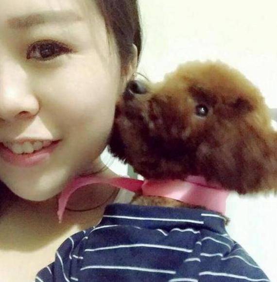 泰迪犬总是舔人嘴巴的5个原因，看完很暖心，别再责骂它了！