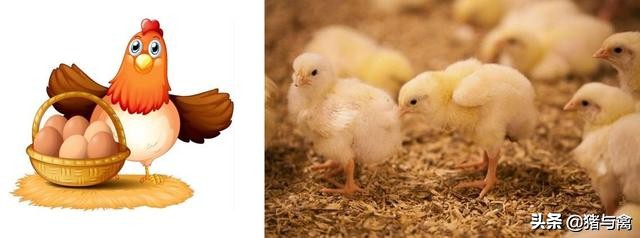 鸡传染性支气管炎疫苗哪种好,颠覆认知的健康知识