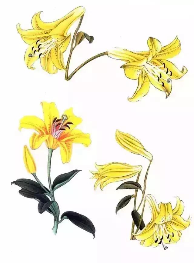 工笔百合花朵设色步骤,工笔重彩油画百合