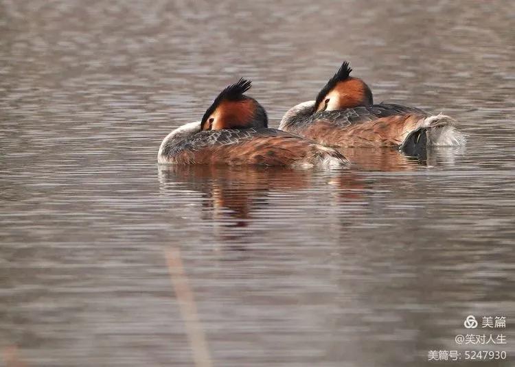 凤头鸊鷉粤语,斑头雁飞得最高的鸟
