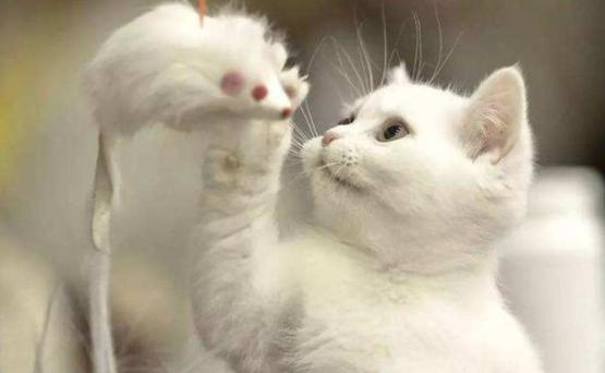 刚到家的小猫咪挠东西怎么办啊,新到家猫咪抓挠床怎么办