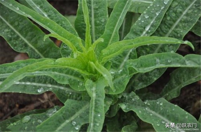 种植致富路,夏季大棚莴笋的种植技术